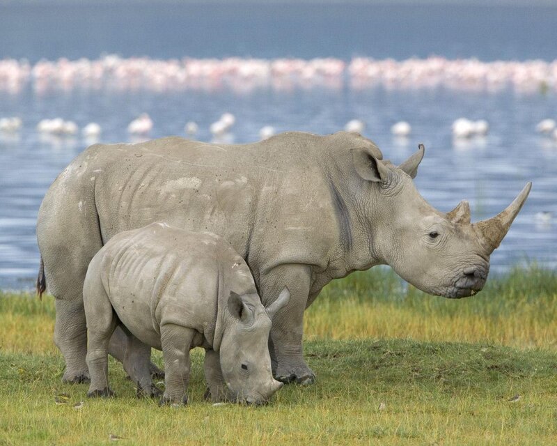 Rhino Mother and Calf — Green