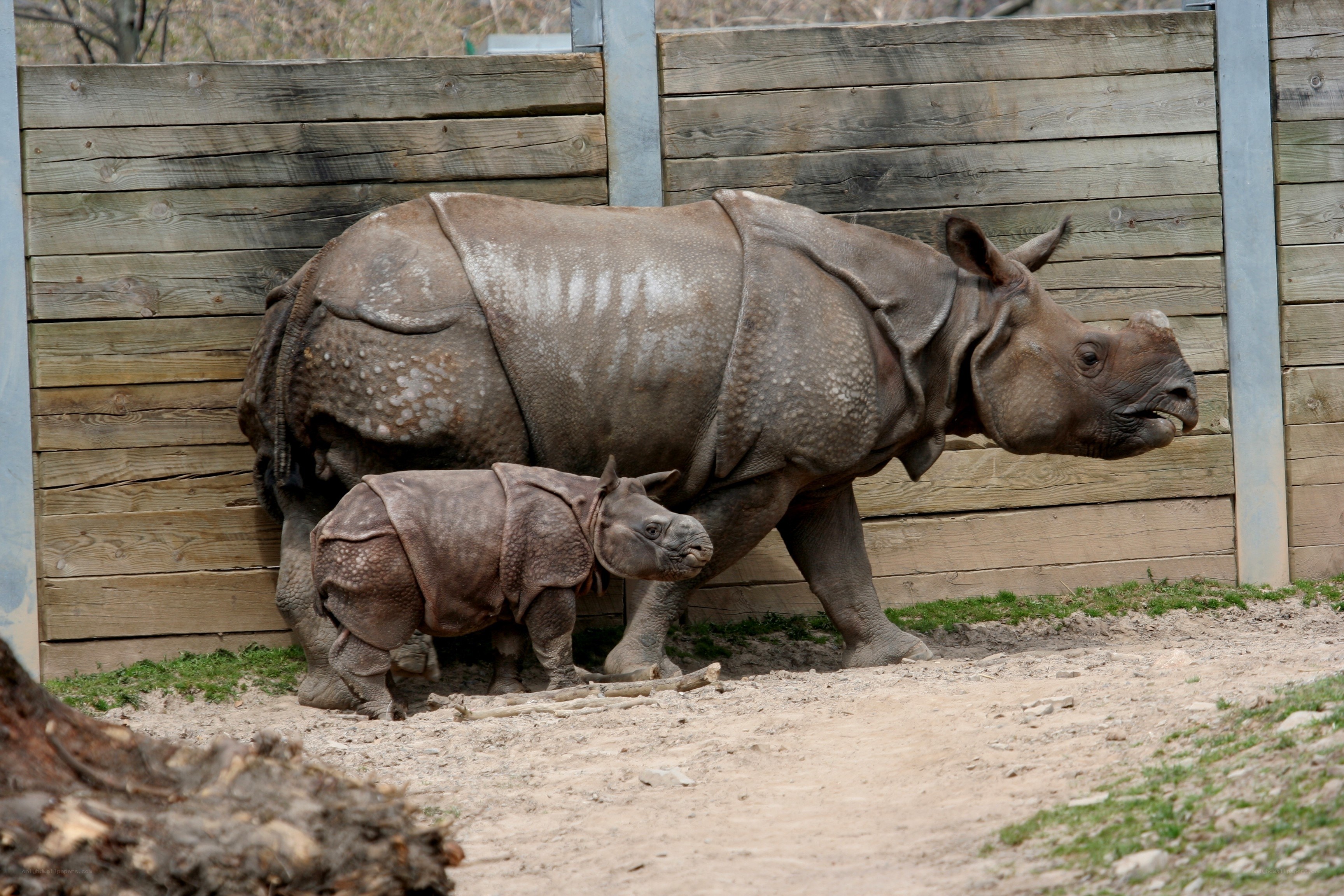 Rhino mother and calf