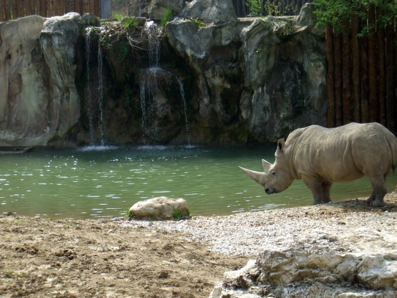 rhino near a pond