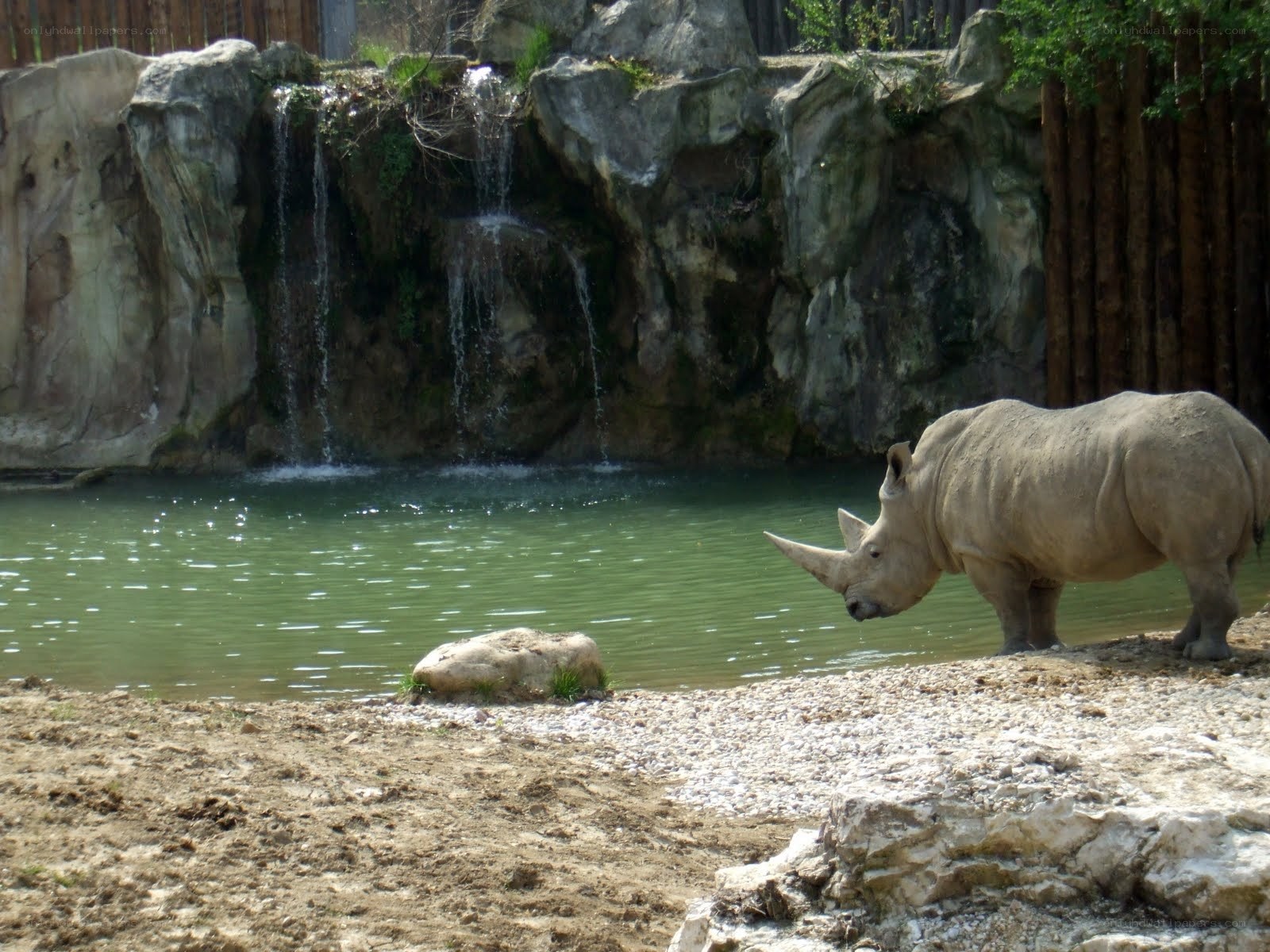 rhino near a pond