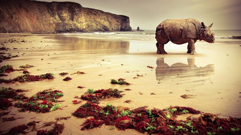 rhino on a beach