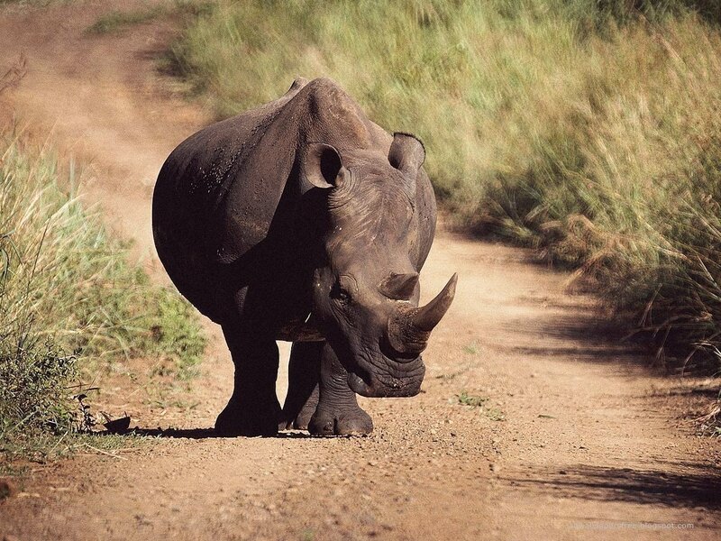 Rhino on a dirt path