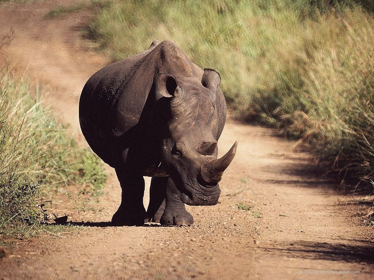 Rhino on a dirt path