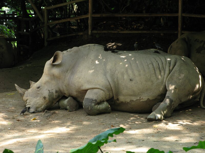 rhino resting in shade