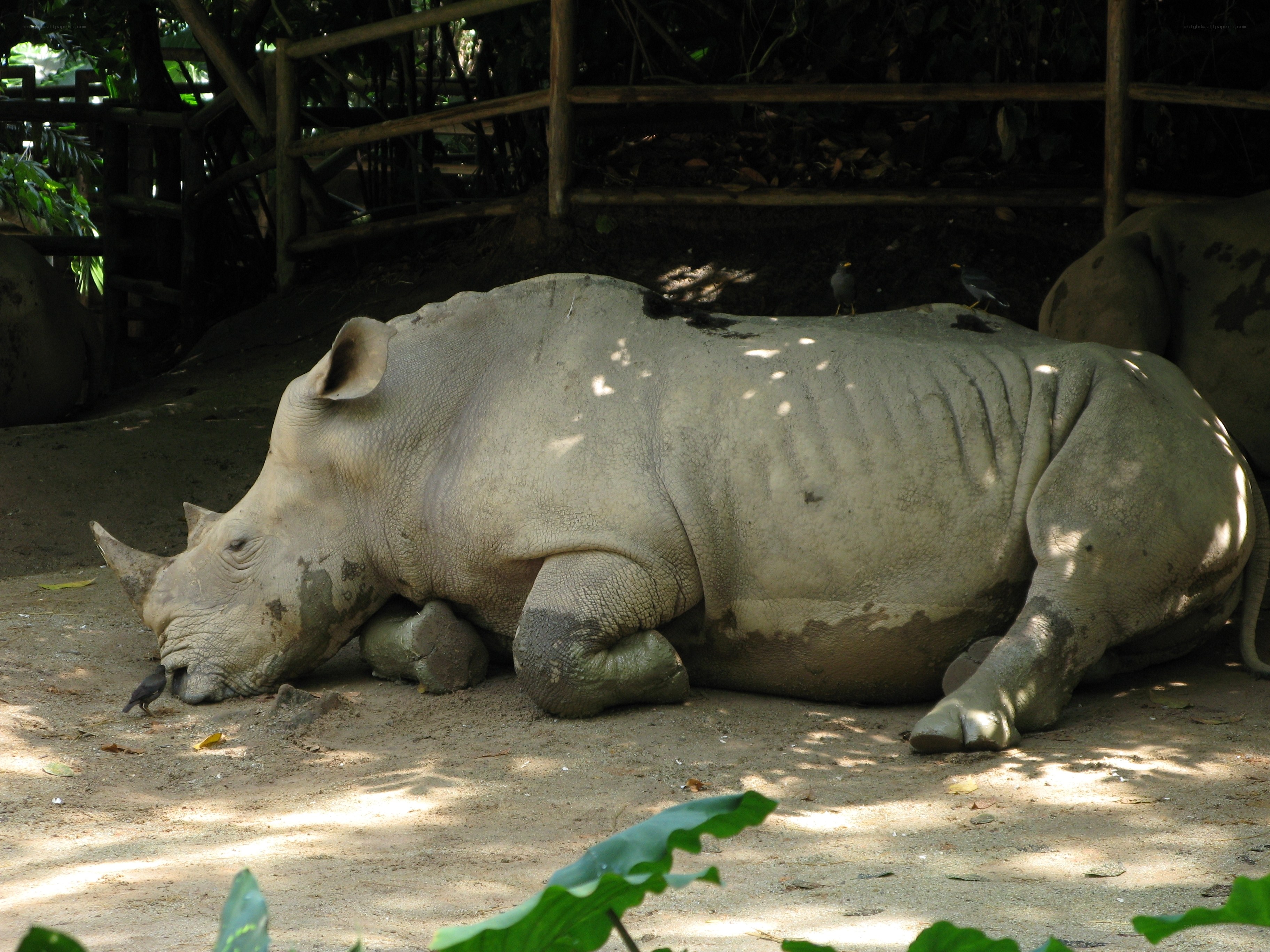 rhino resting in shade