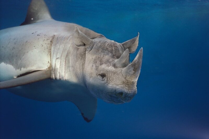 Rhino Shark Hybrid