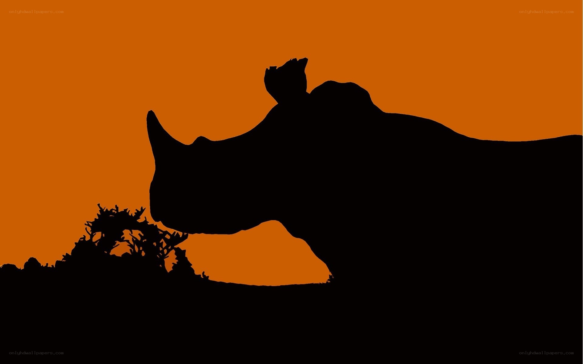 rhino silhouette at sunset