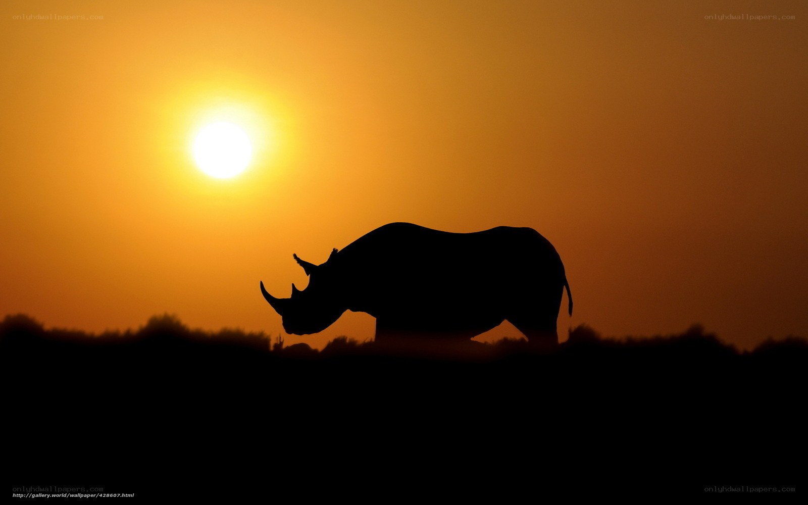 Rhino Silhouette at Sunset