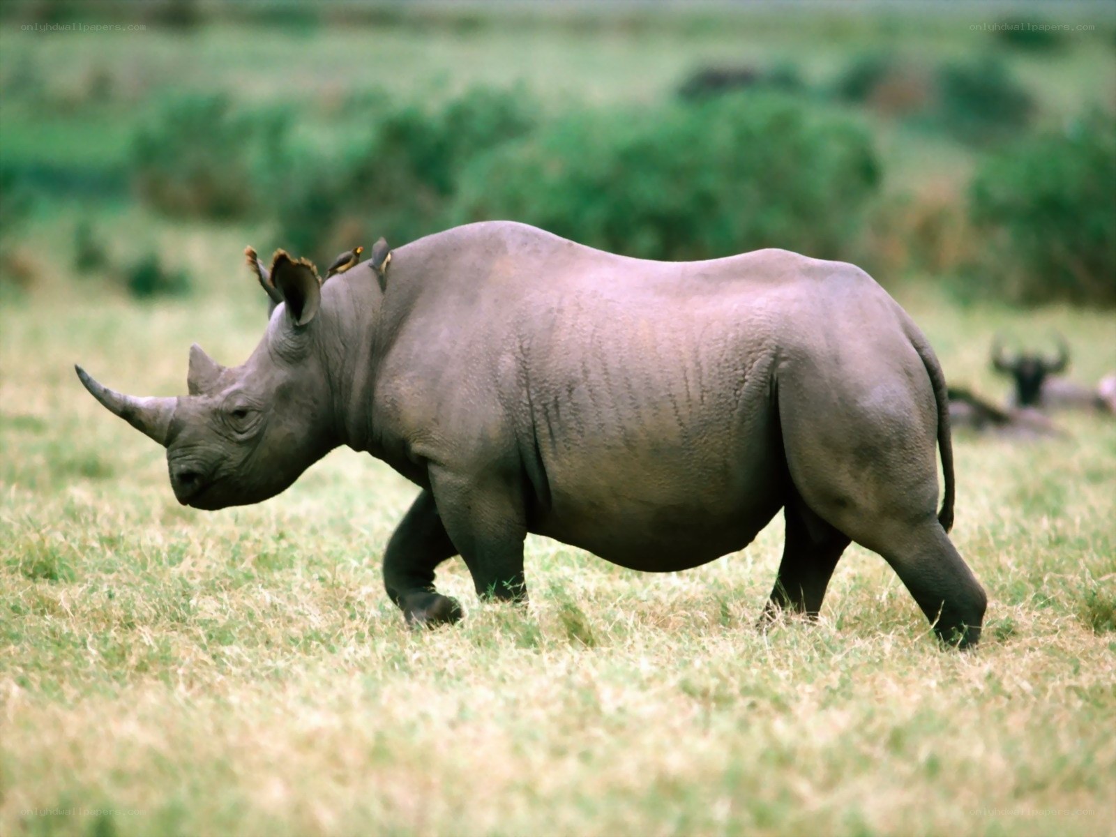 rhino walking in grassland