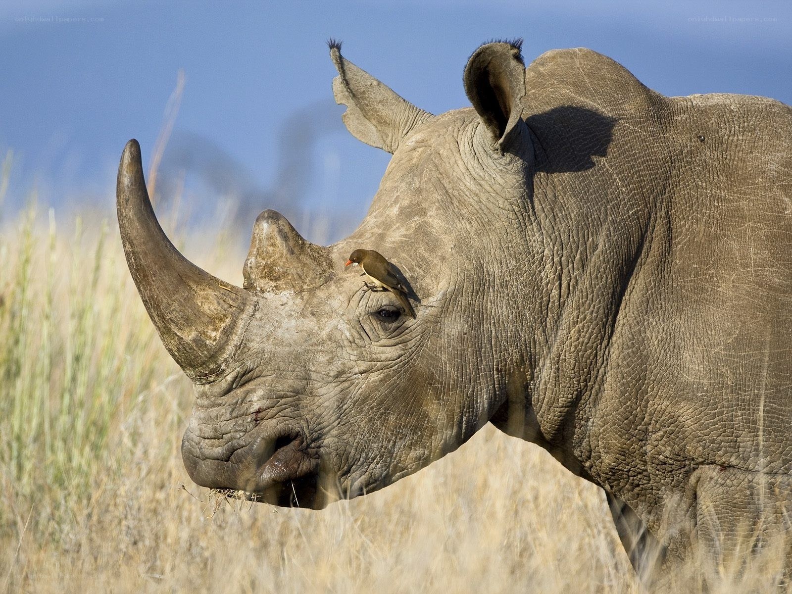 rhino with bird on face