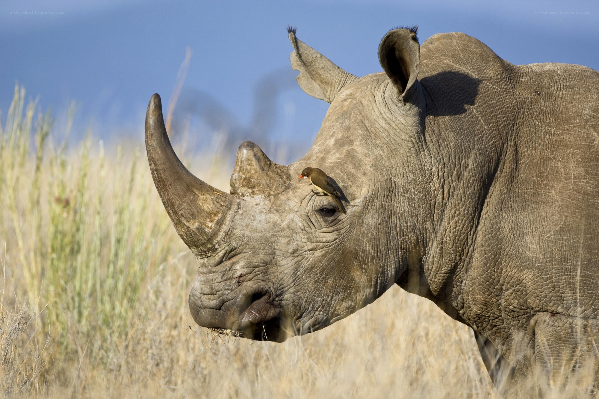 rhino with bird on face