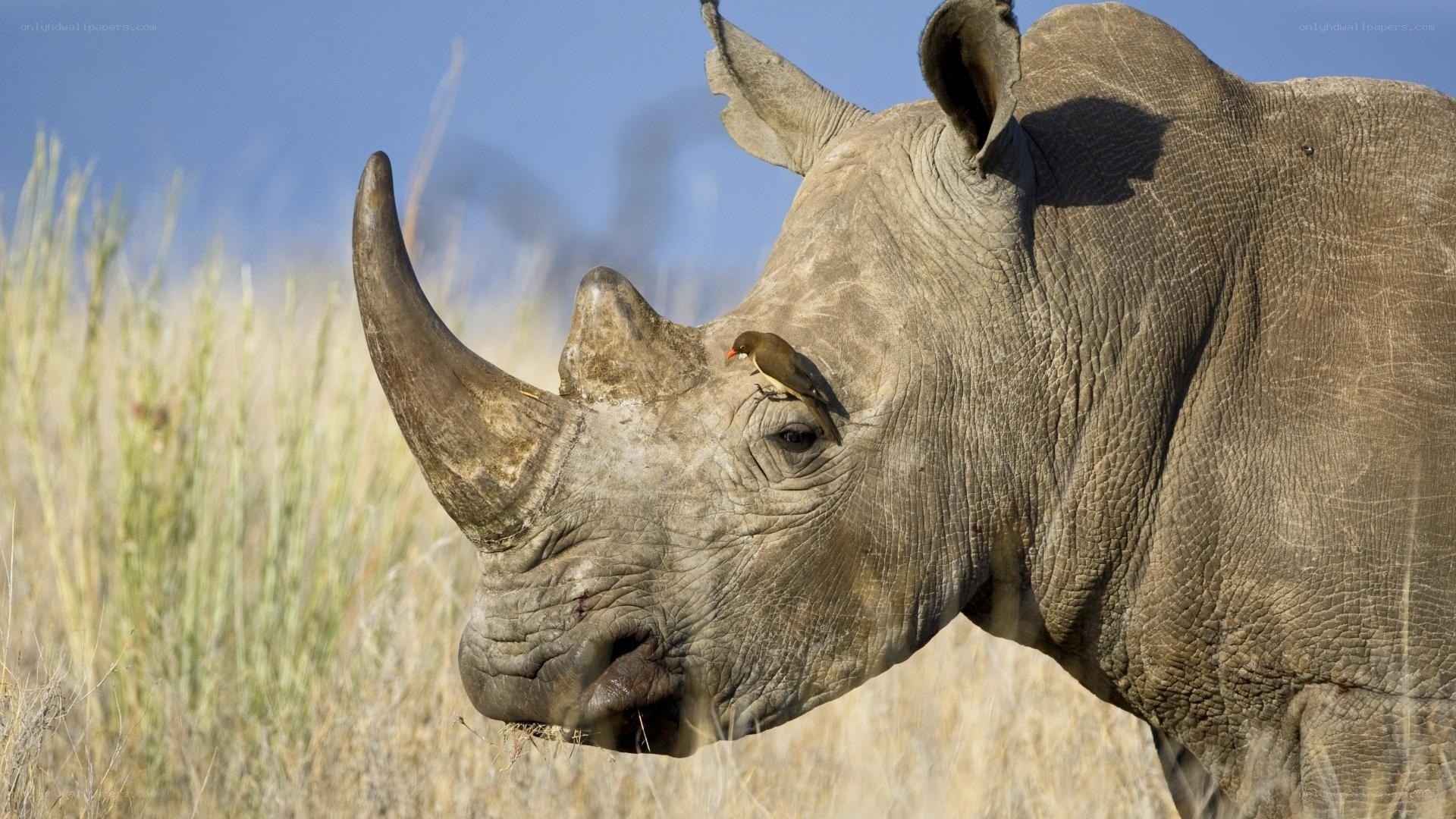 rhino with bird on face