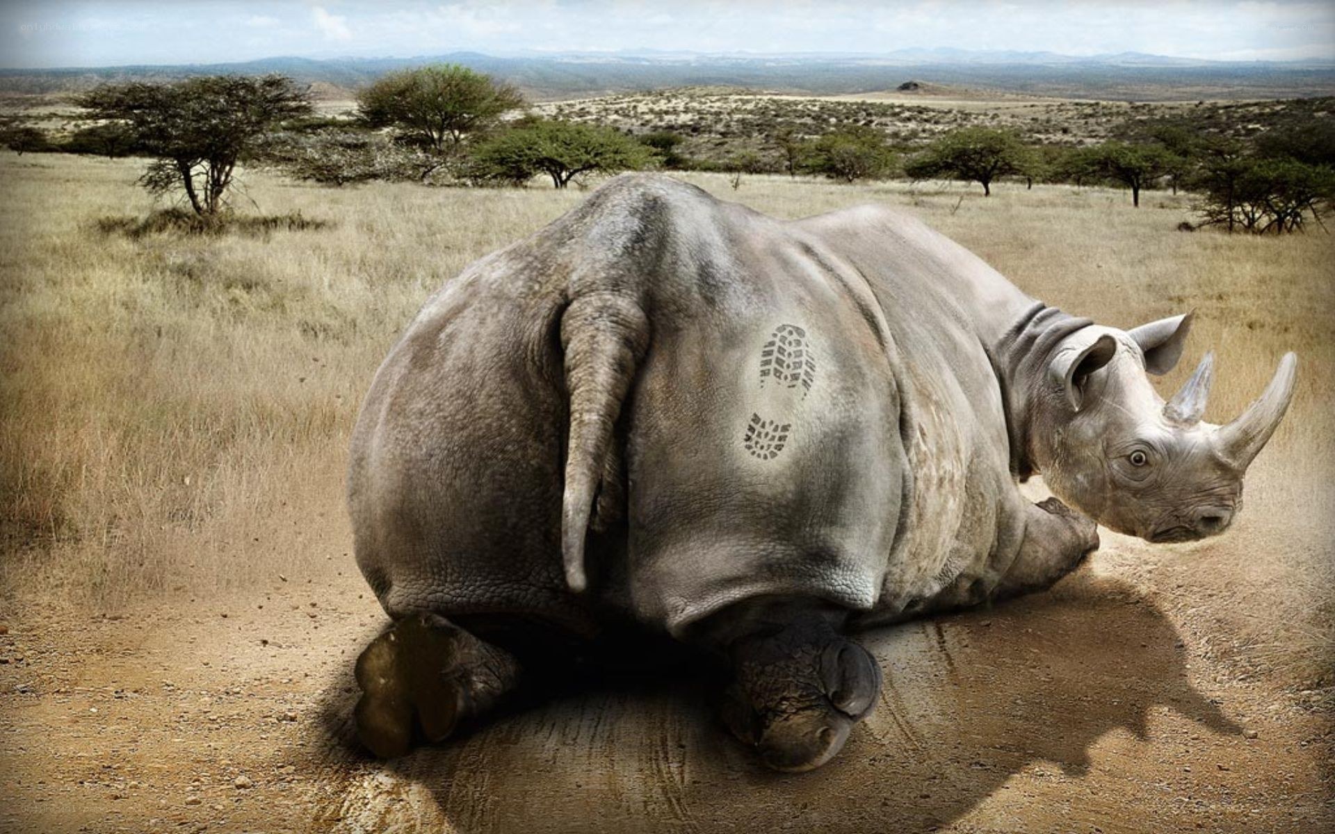 Rhino with footprint on back