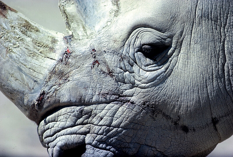 rhino with horn injury