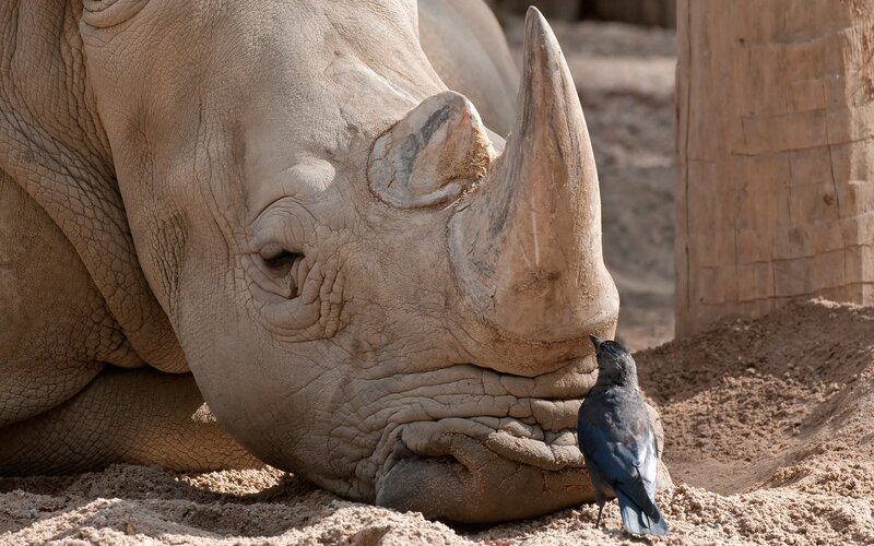 Rhinoceros and Bird — Gray