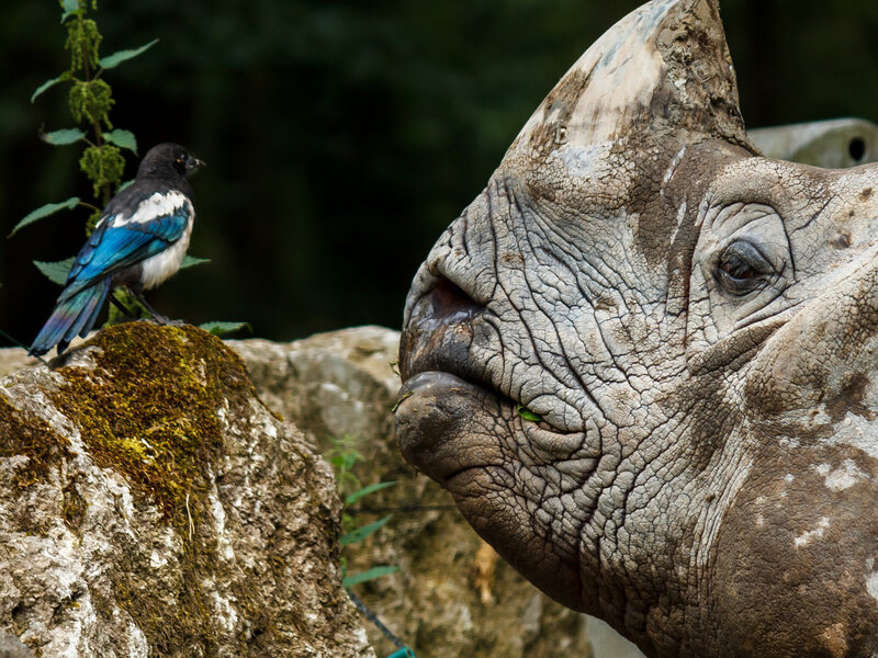 Rhinoceros and Bird
