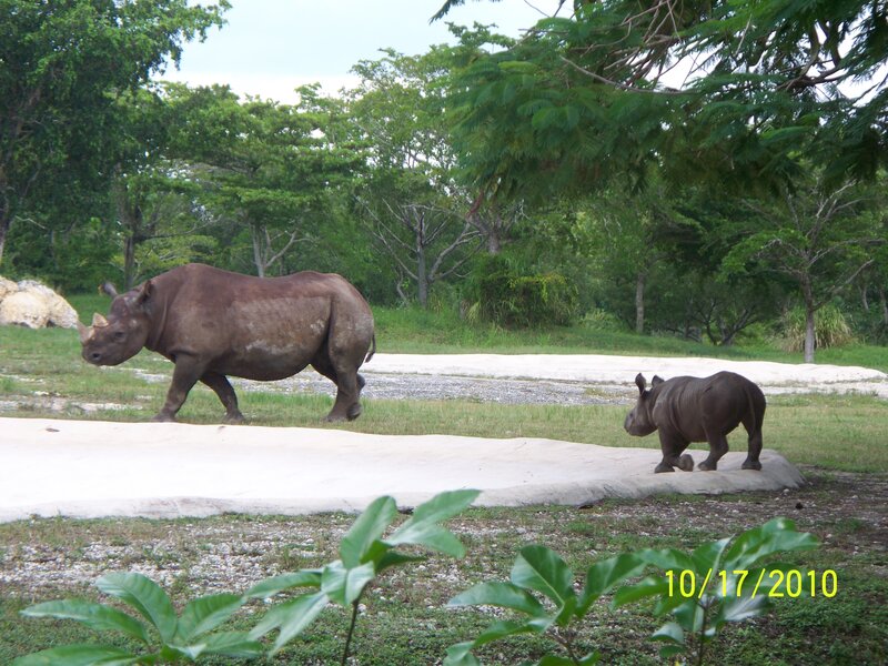 Rhinoceros and Calf