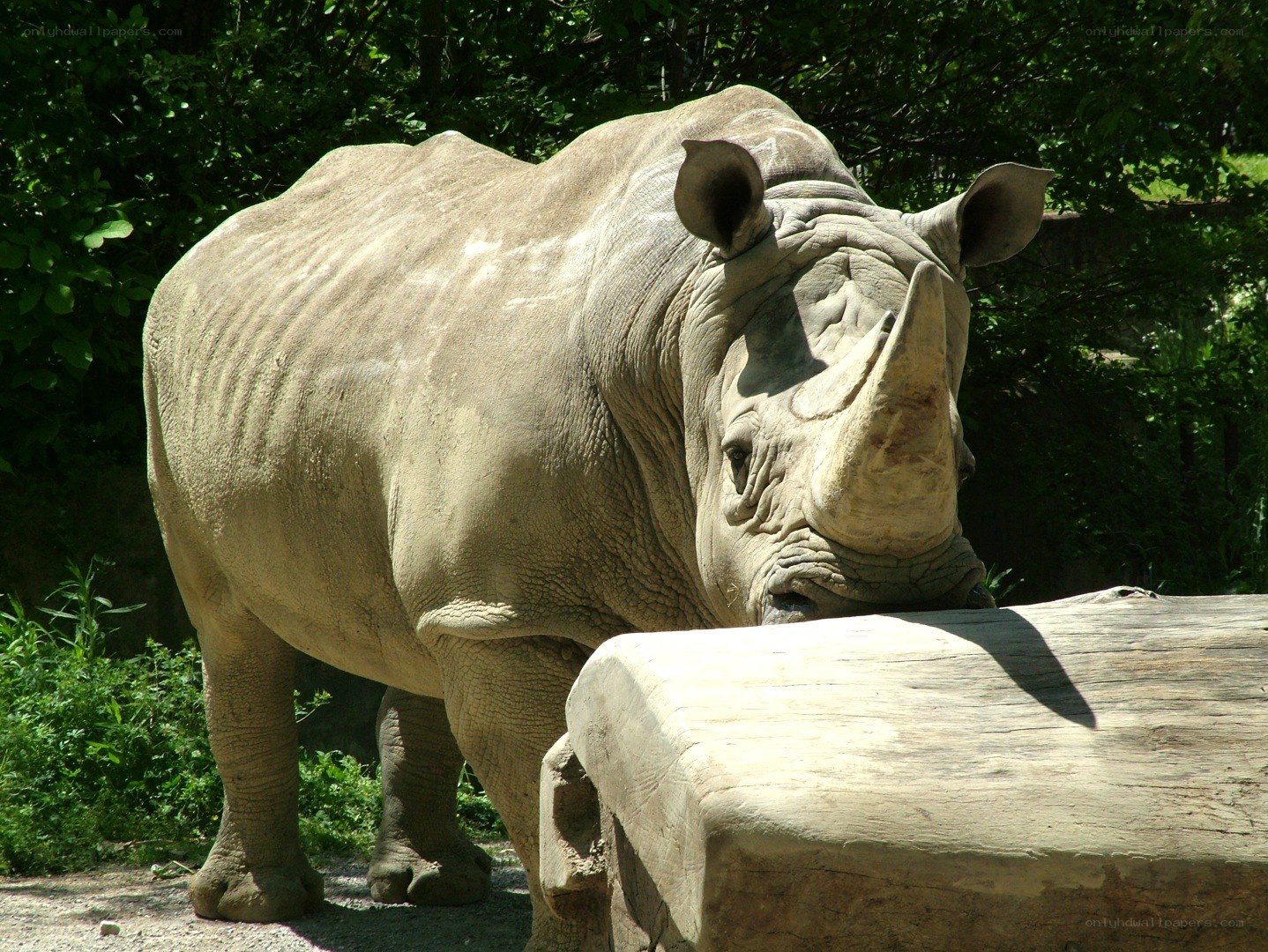rhinoceros at zoo