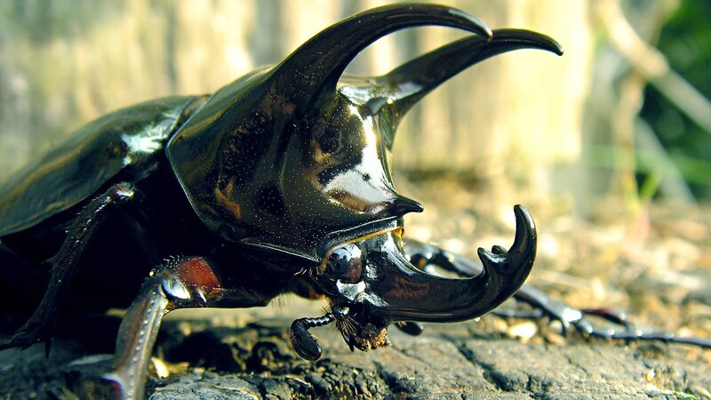 Rhinoceros Beetle — Black