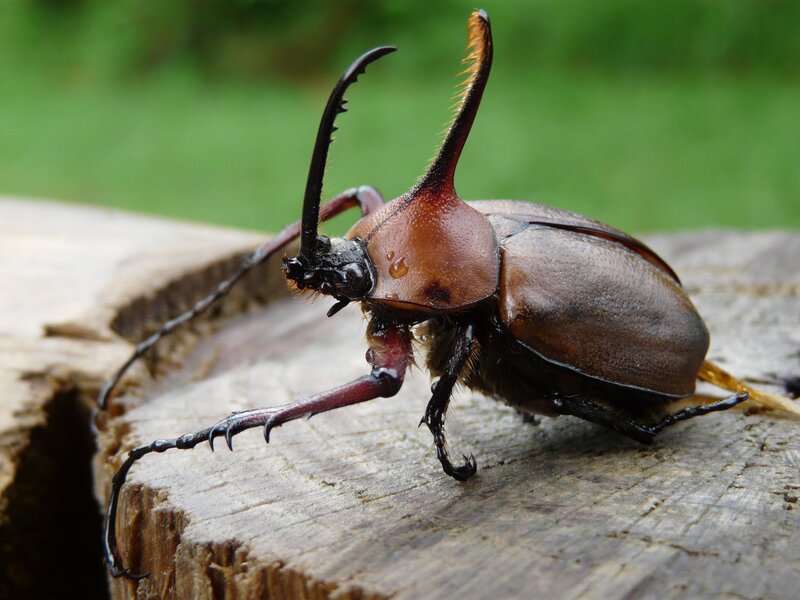 Rhinoceros Beetle — Brown