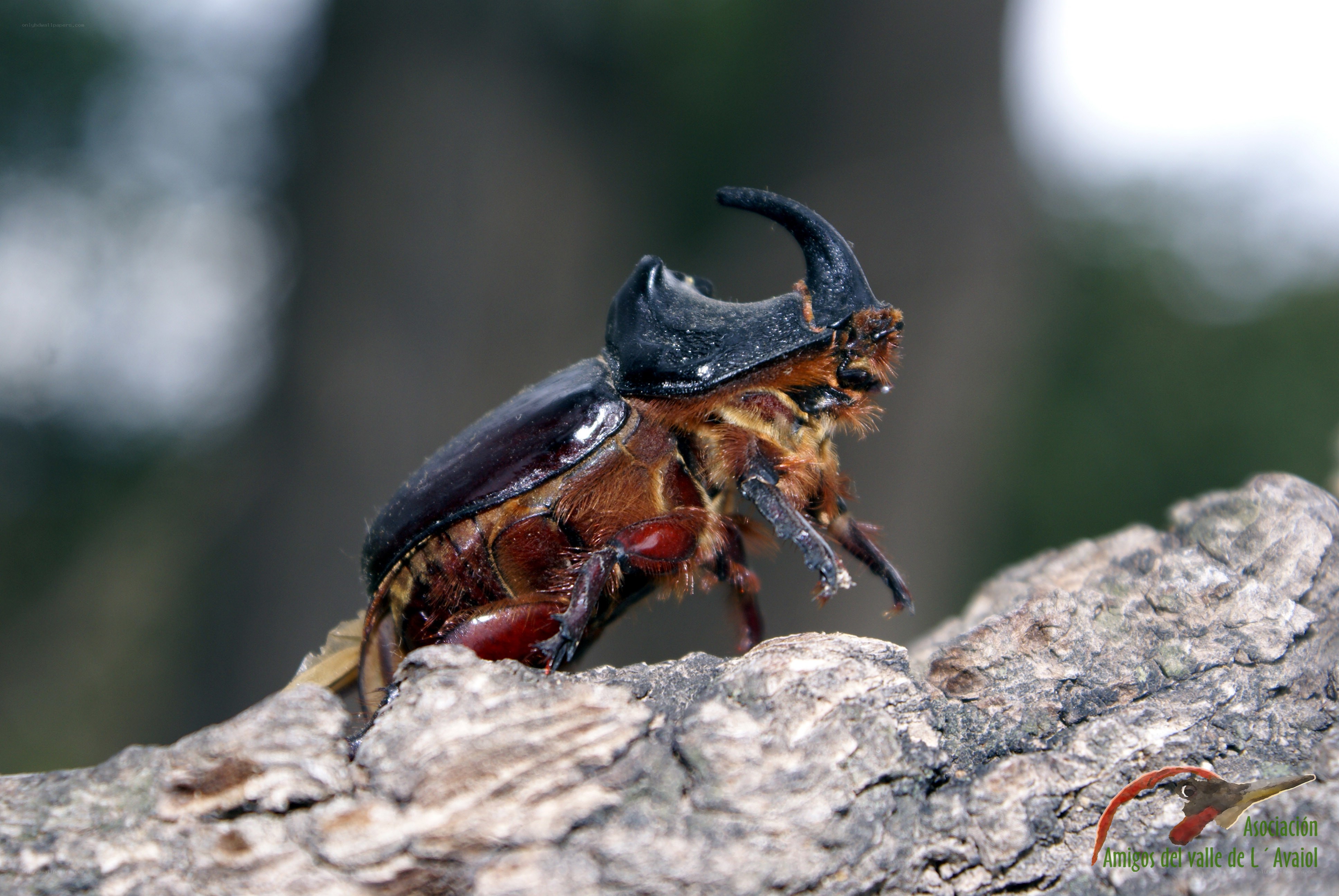 rhinoceros beetle on a branch