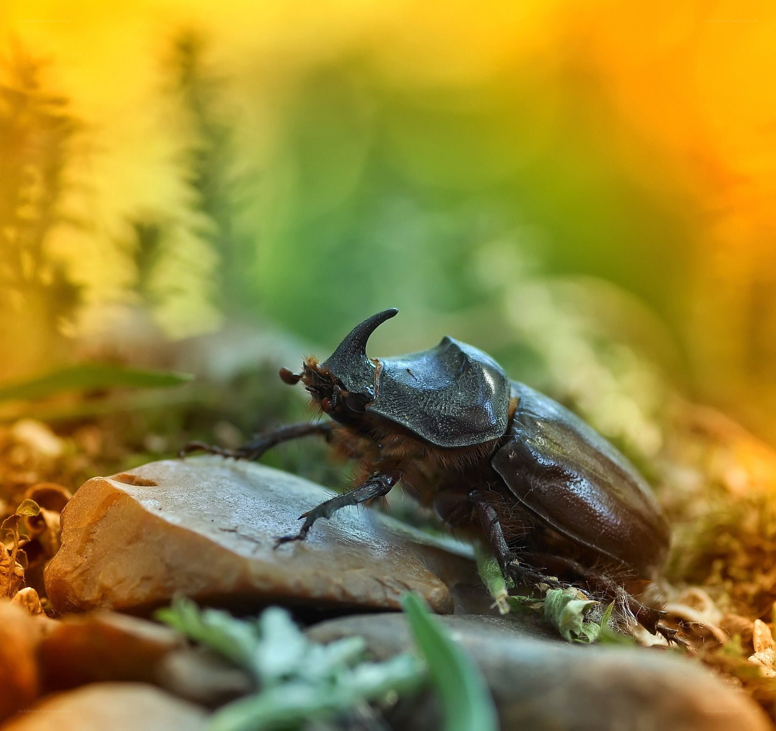rhinoceros beetle on a rock