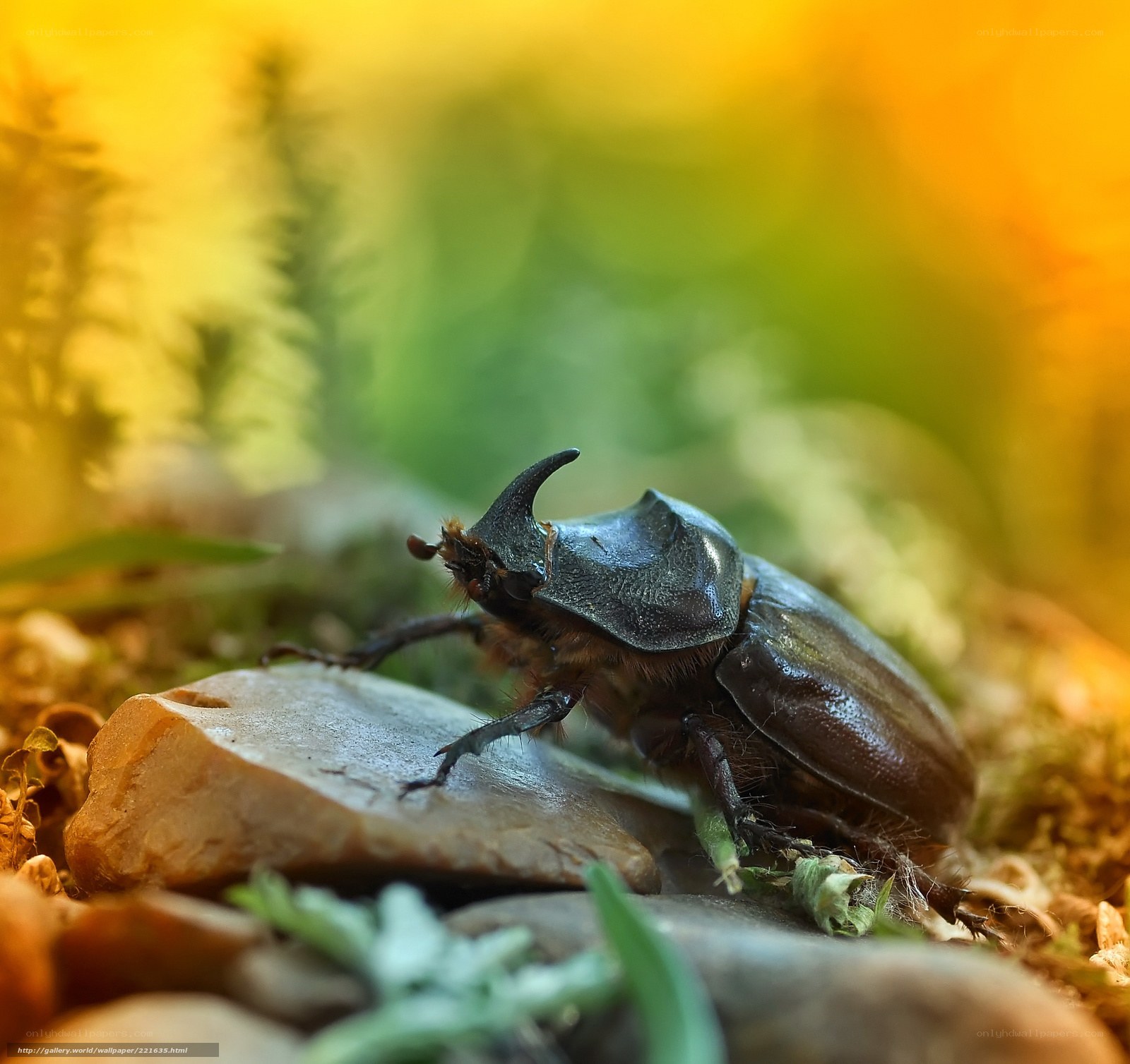 rhinoceros beetle on a rock