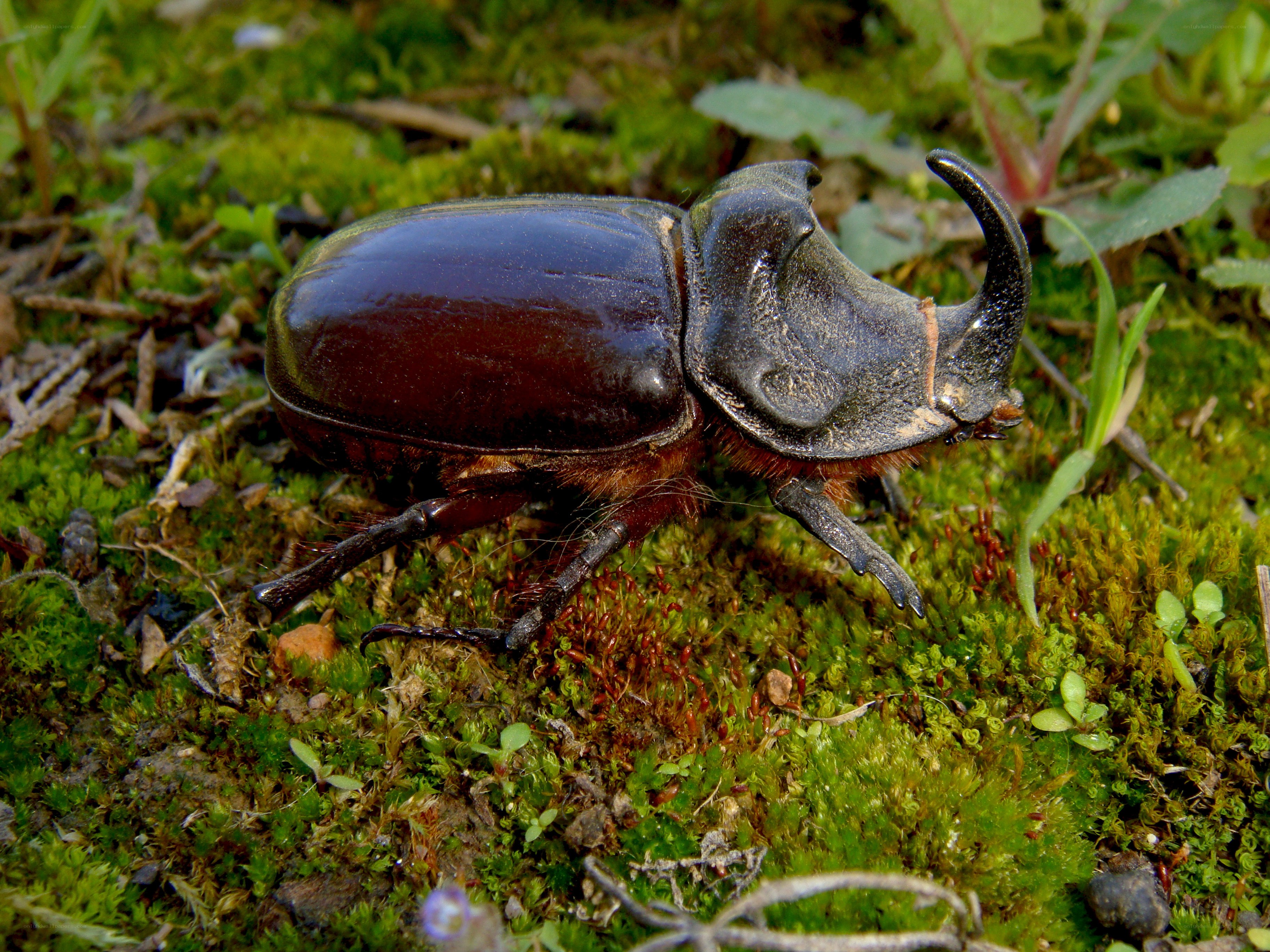 rhinoceros beetle on moss