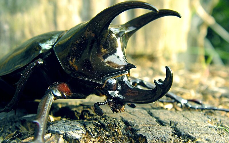 Rhinoceros Beetle