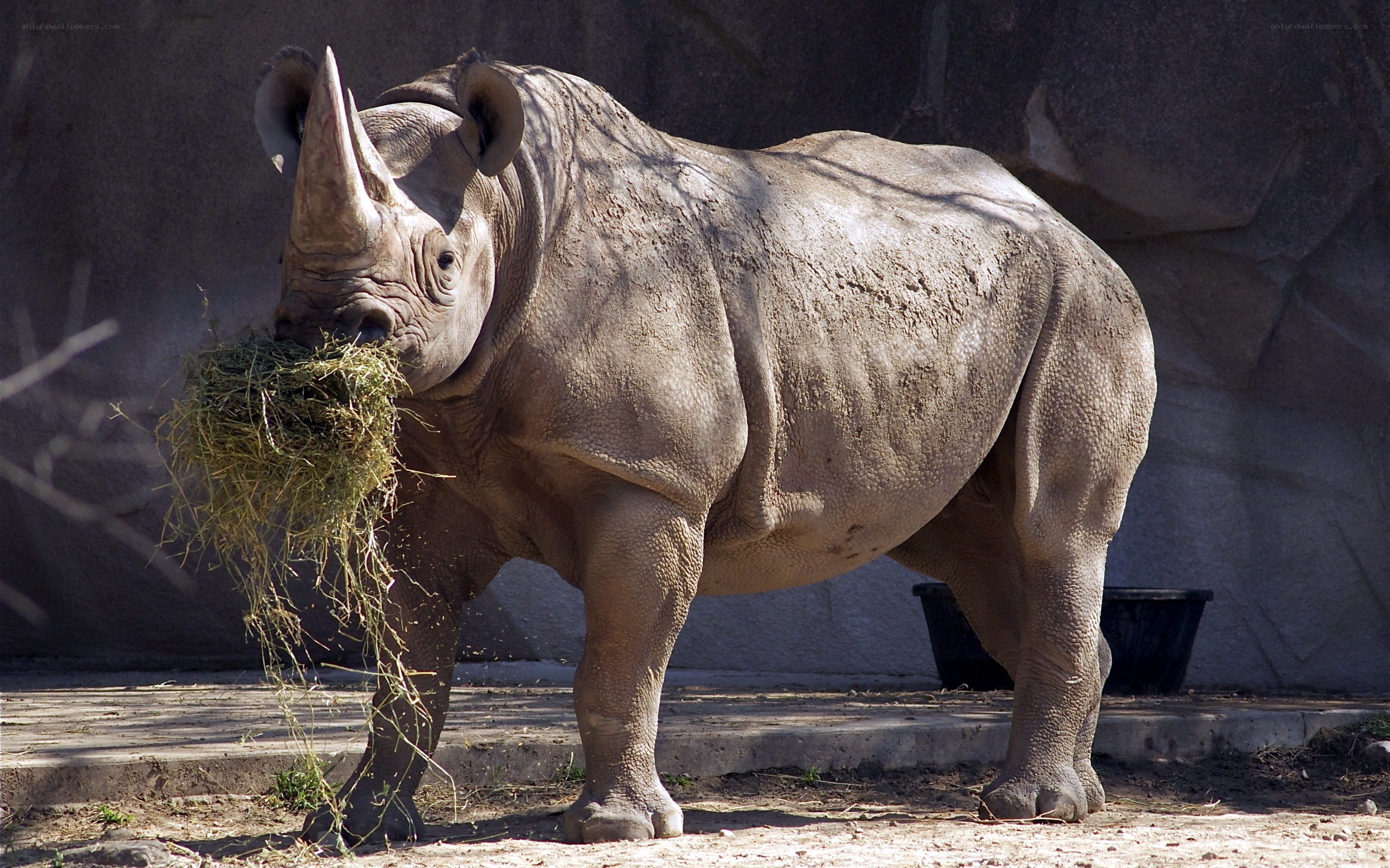 rhinoceros eating hay