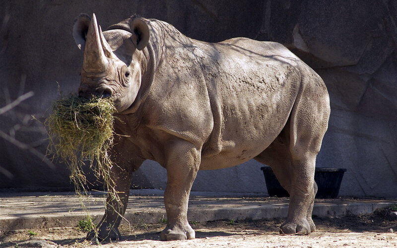 Rhinoceros Eating Hay — Gray, Calm, Afternoon