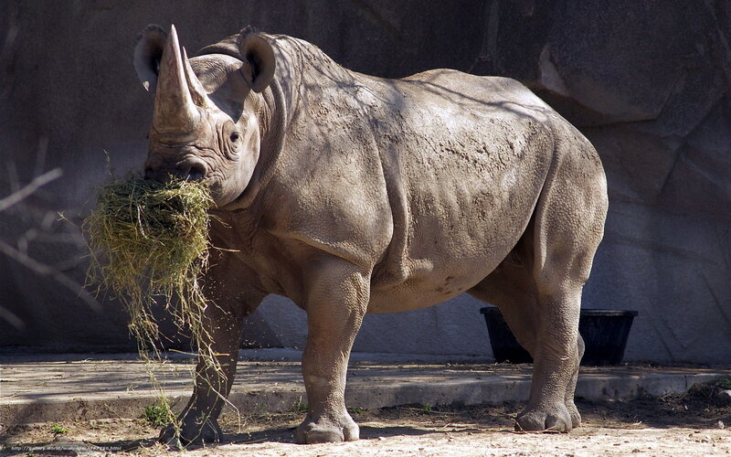 Rhinoceros Eating Hay — Gray, Calm