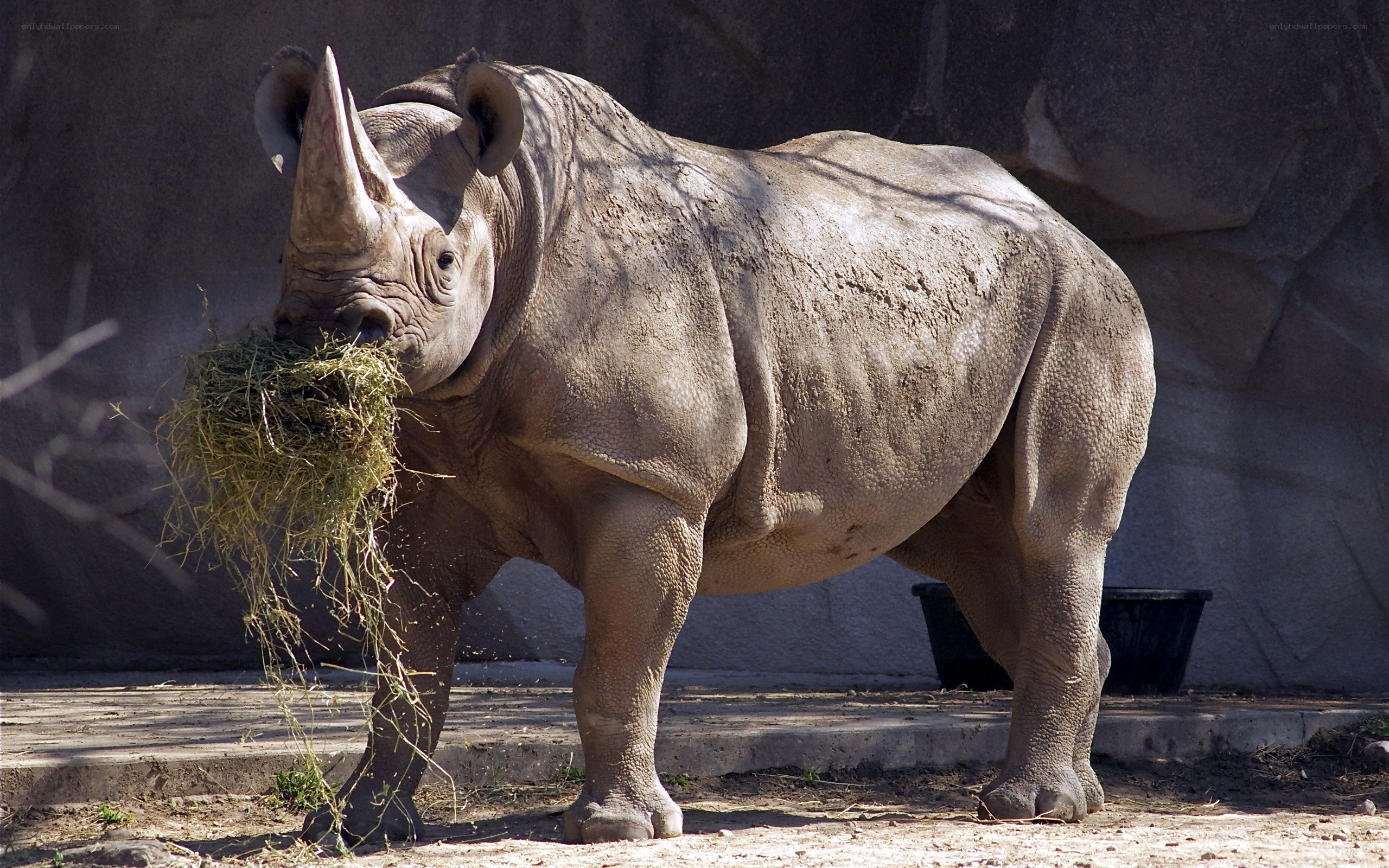 rhinoceros eating hay
