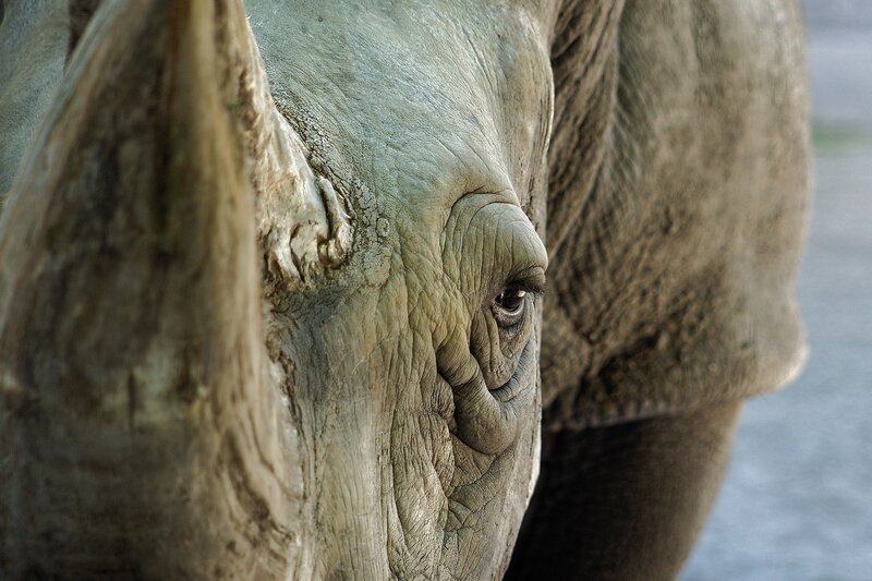 Rhinoceros Eye Close-up