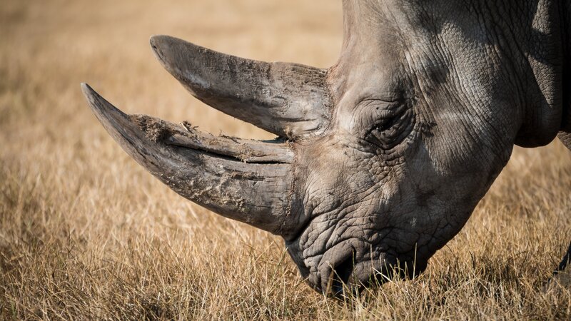Rhinoceros Grazing — Brown