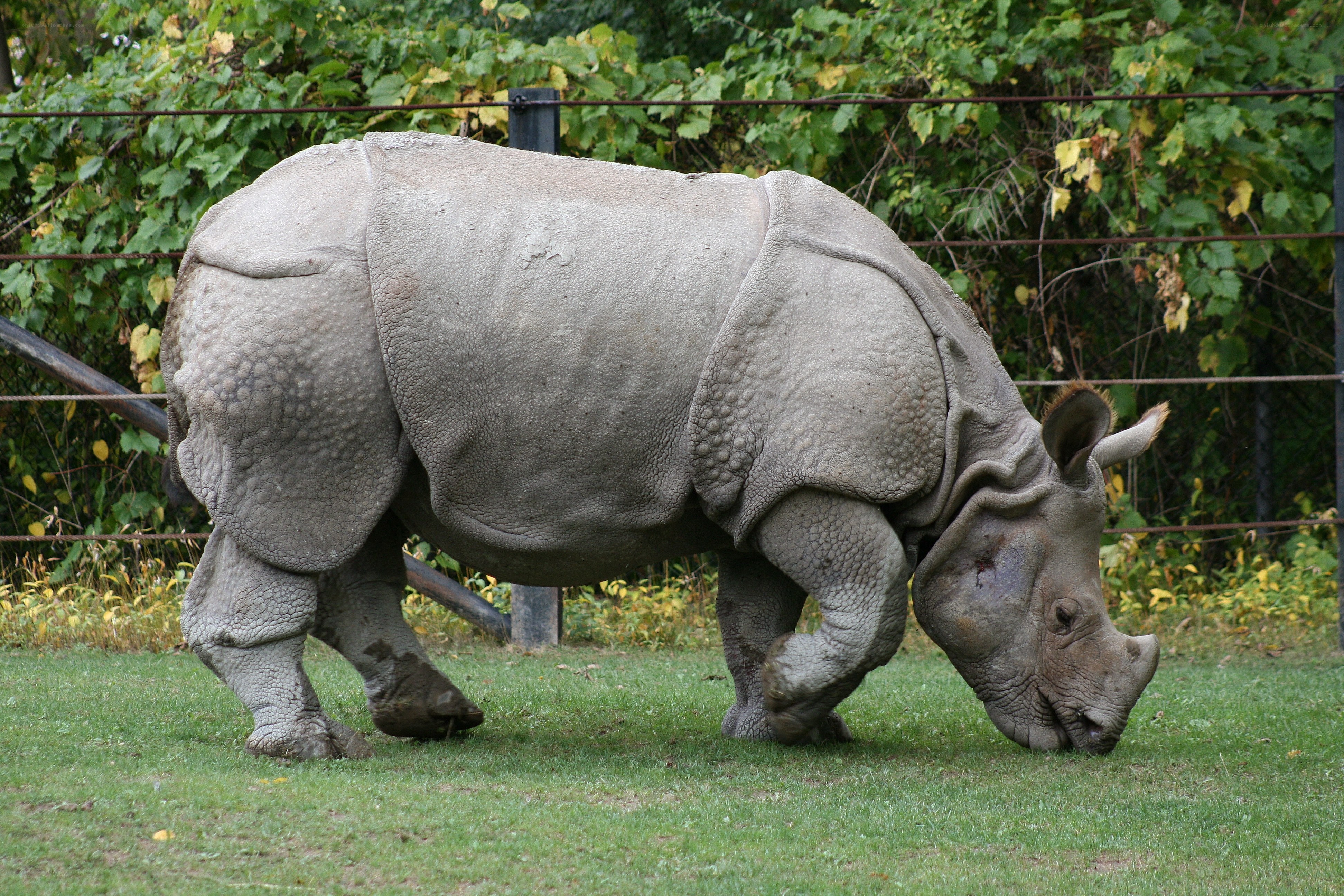rhinoceros grazing in enclosure