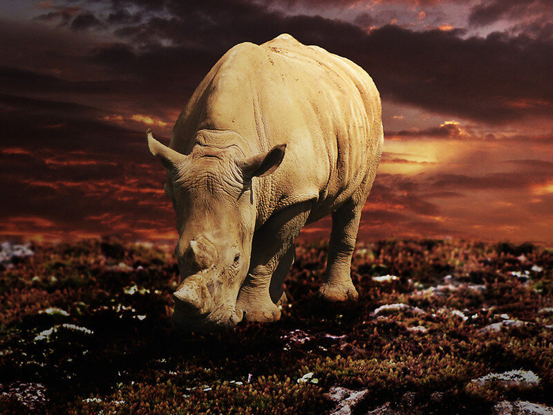Rhinoceros Grazing