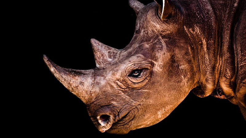 Rhinoceros Head — Brown, Dramatic, Photograph, Horn, Eye
