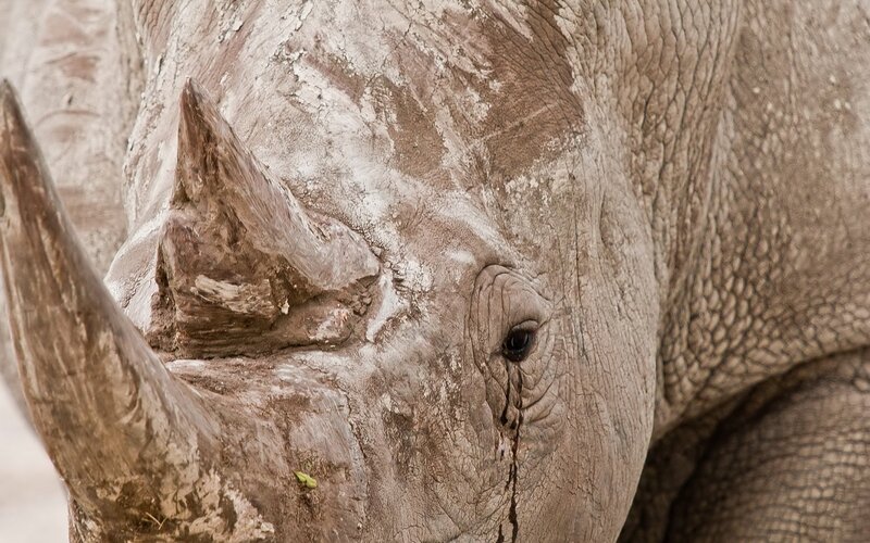 Rhinoceros Head — Gray, Natural, Photograph
