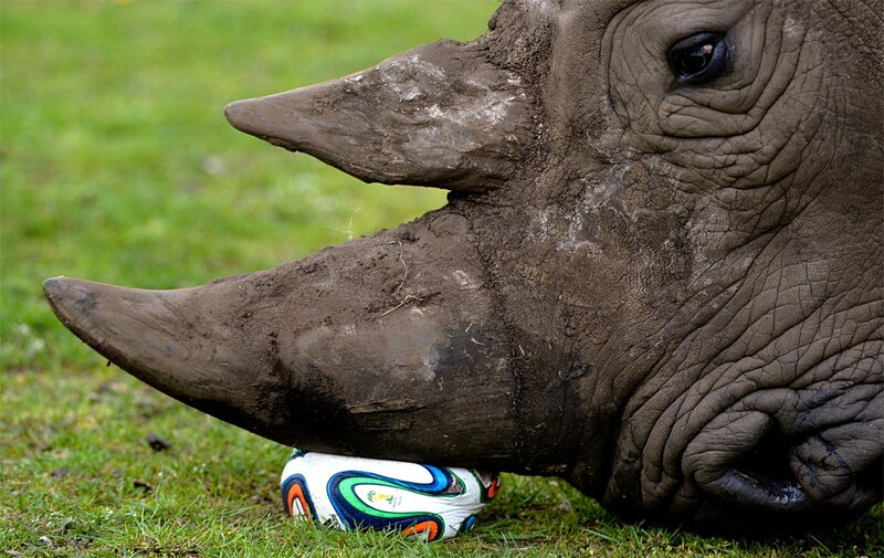 Rhinoceros Head — Green