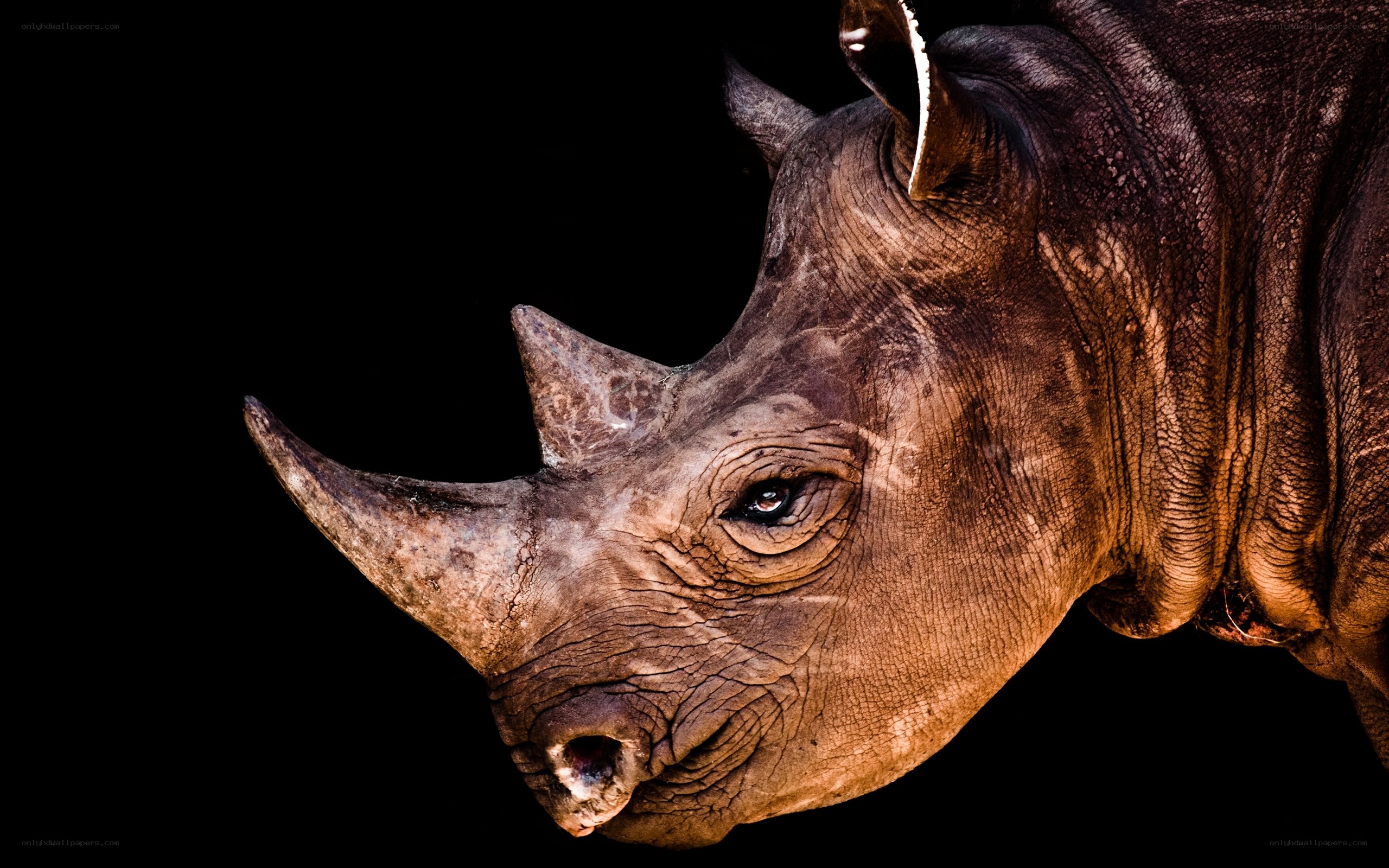 rhinoceros head profile