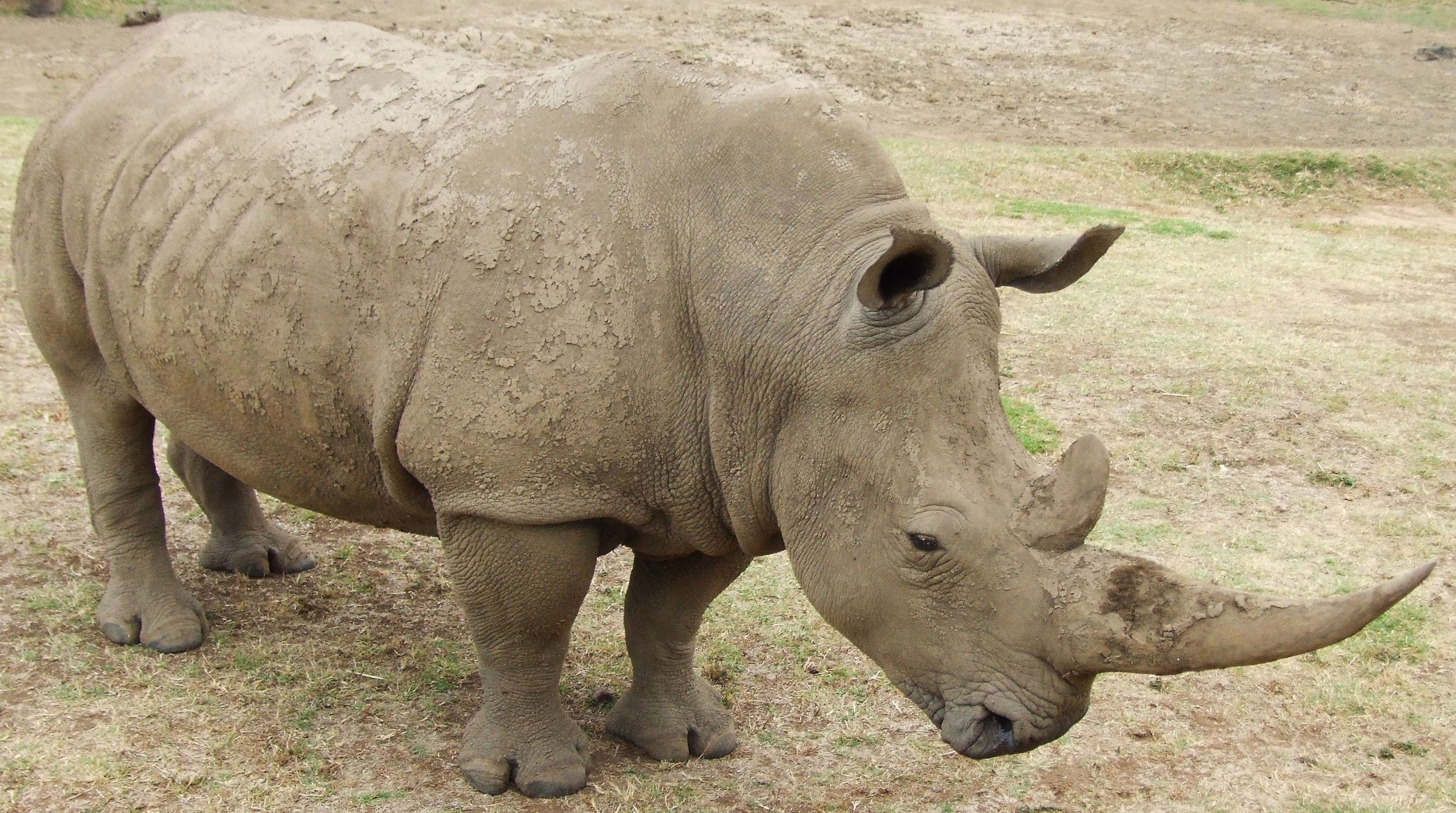 rhinoceros in a field