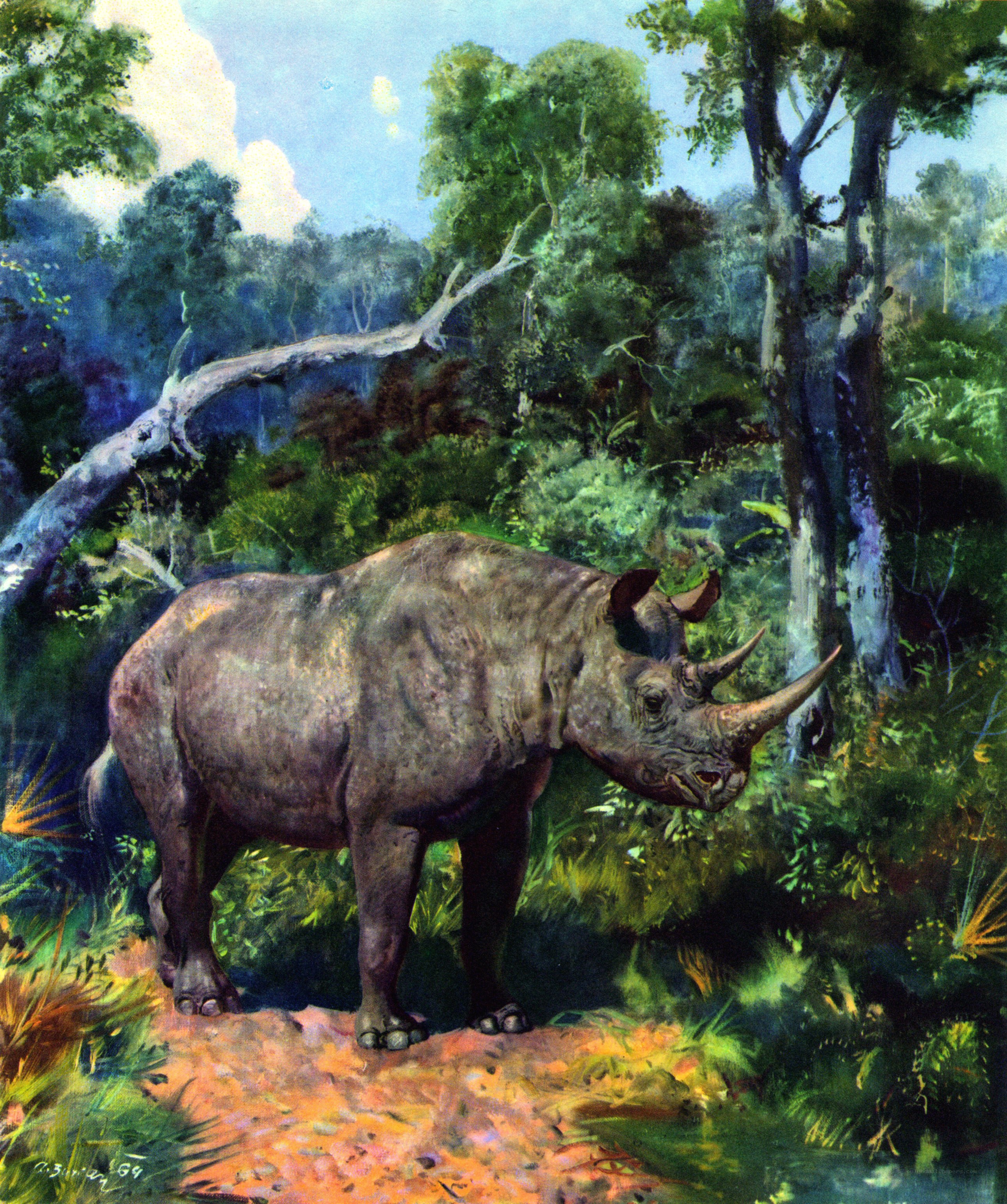 Rhinoceros in a forest