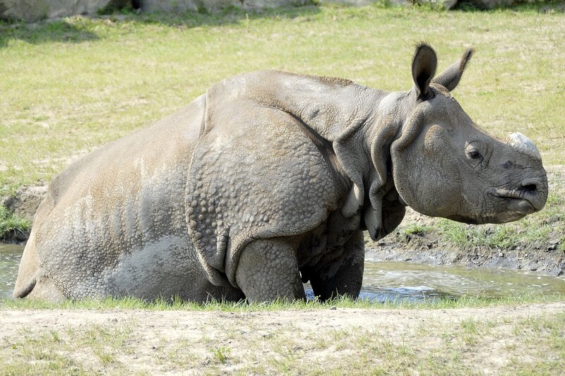rhinoceros in a watering hole