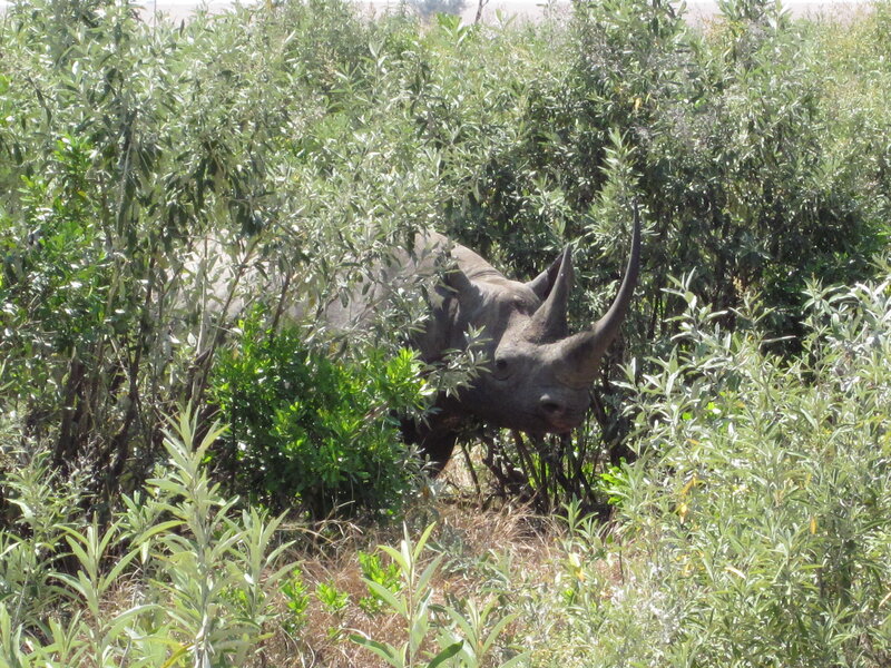 Rhinoceros in Bushes