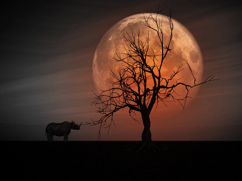 Rhinoceros in Desert
