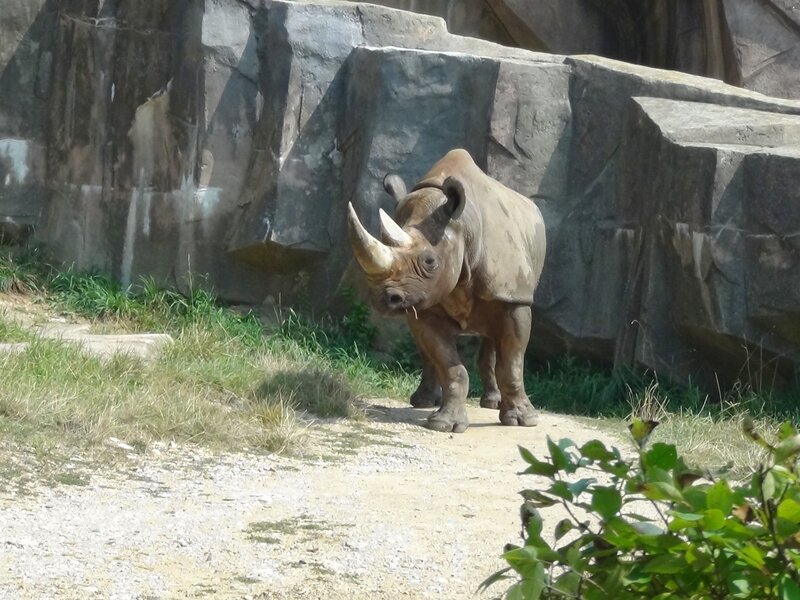 Rhinoceros in Enclosure — Gray, Calm