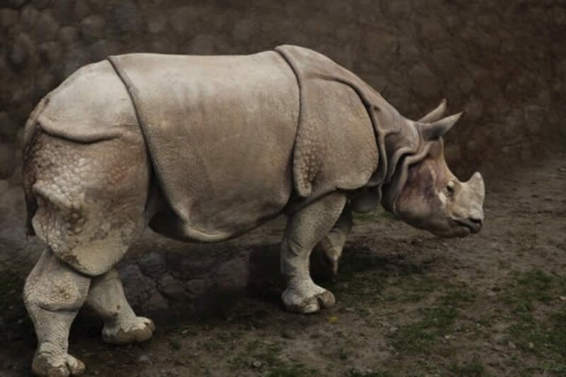 Rhinoceros in Enclosure — Gray