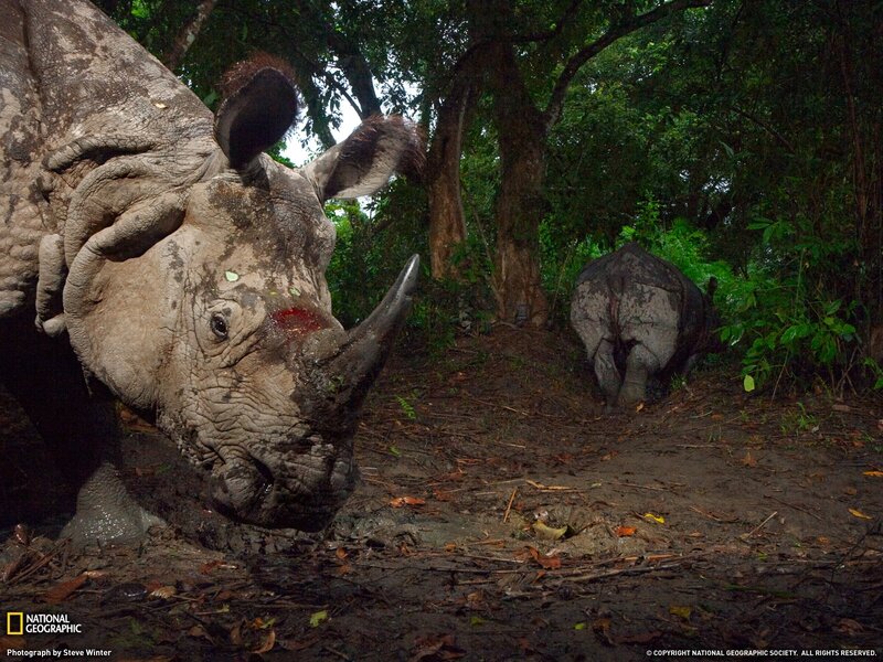 Rhinoceros in Forest — Gray