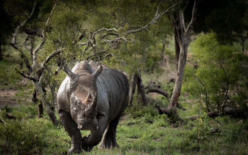 Rhinoceros in Forest — Green, Natural, Afternoon